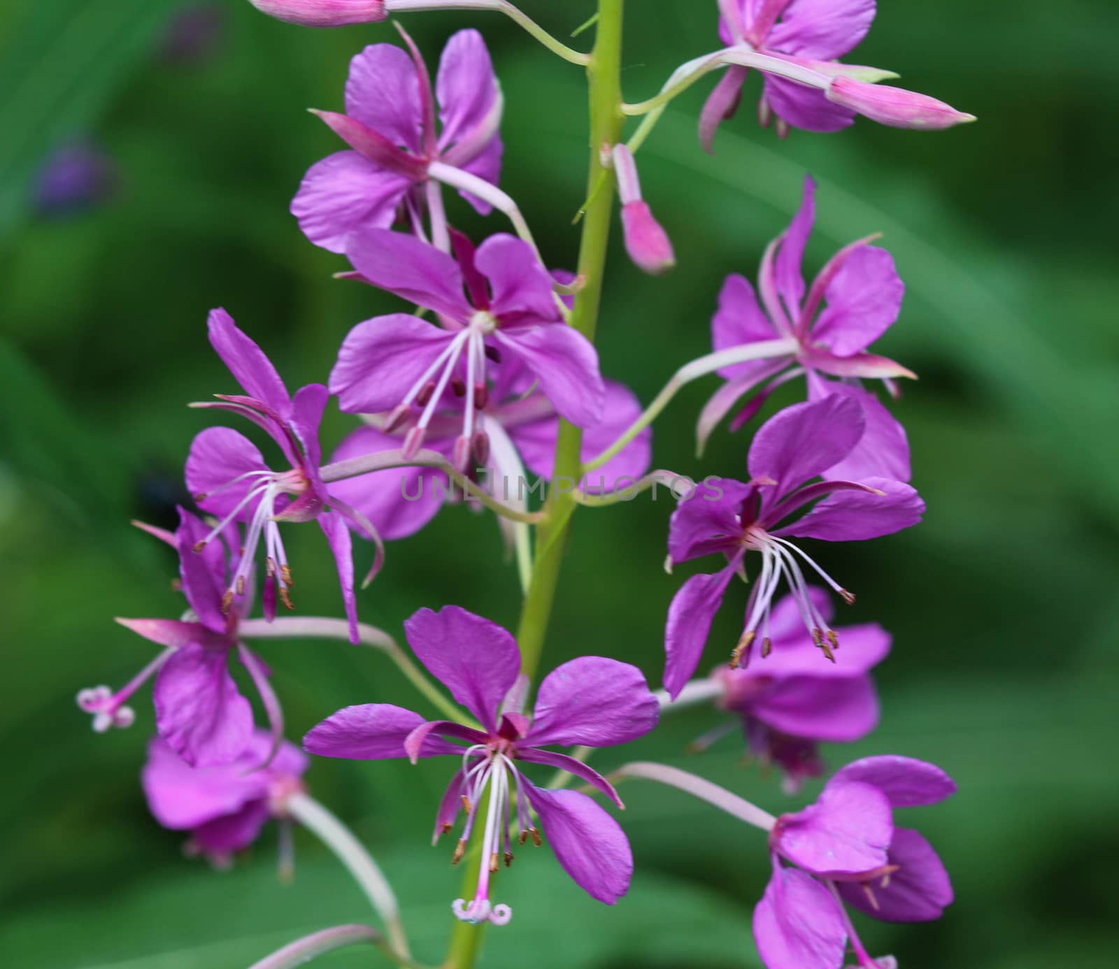 close up of Chamaenerion angustifolium, known as fireweed, great willowherb and rosebay willowherb