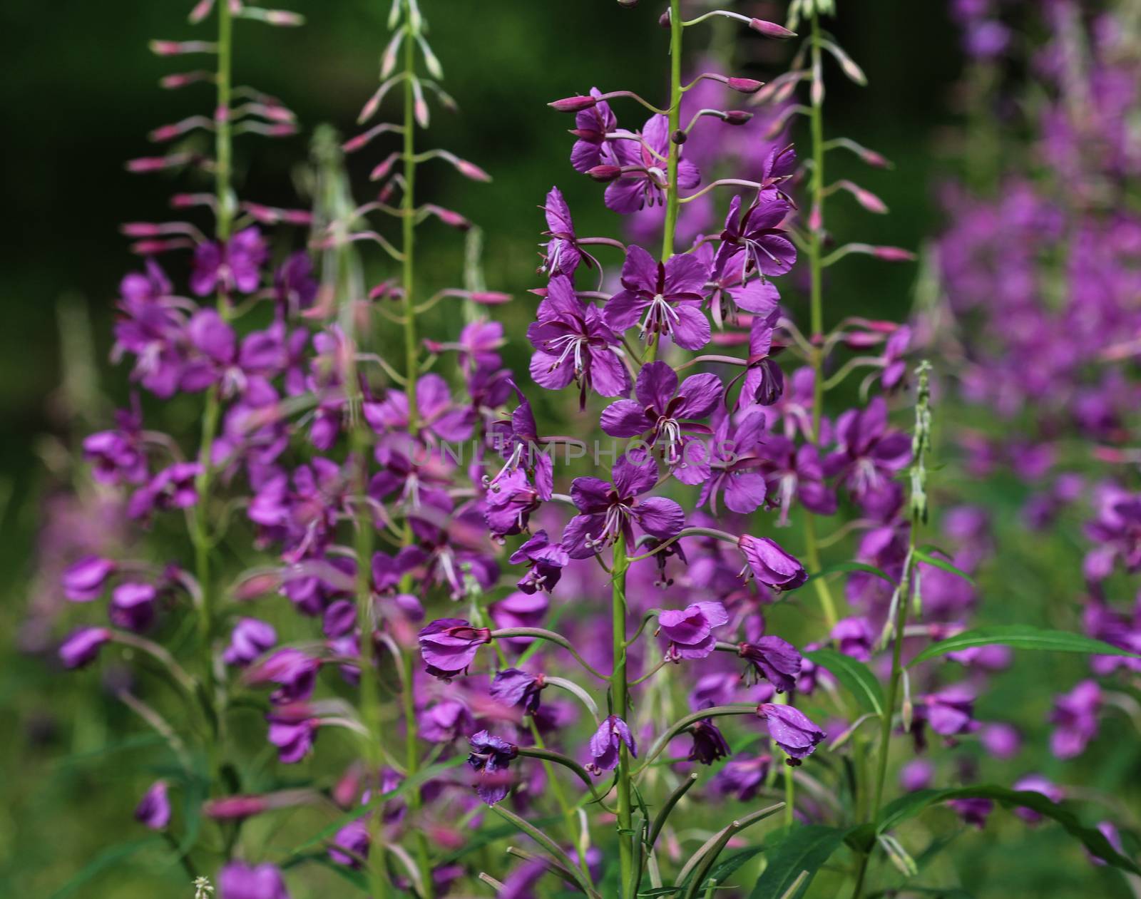 close up of Chamaenerion angustifolium, known as fireweed, great willowherb and rosebay willowherb