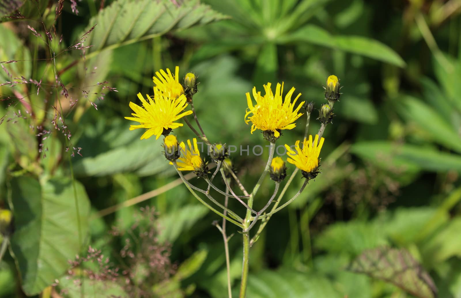 Close up of Hieracium canadense, commonly called Canadian hawkweed, narrowleaf hawkweed, or northern hawkweed