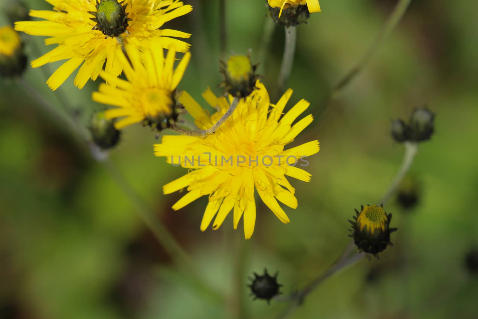 Close up of Hieracium canadense, commonly called Canadian hawkweed, narrowleaf hawkweed, or northern hawkweed