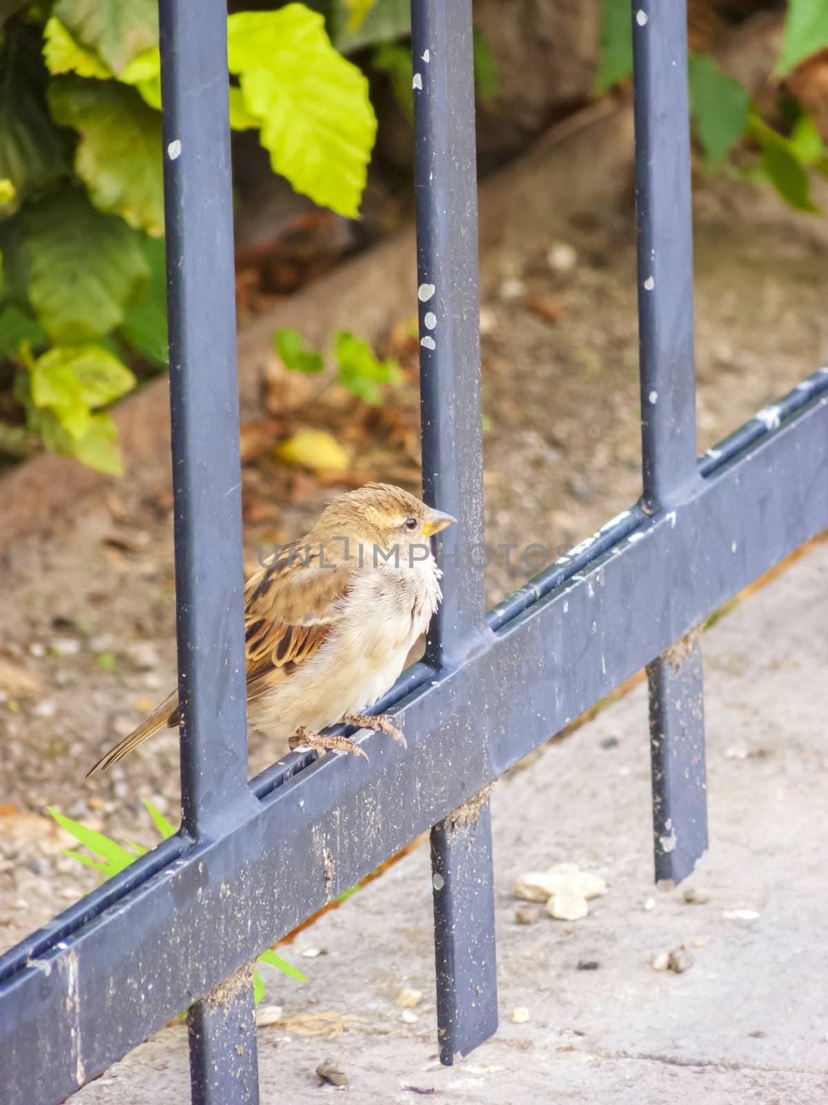 Sparrow sitting on the railing of a park.