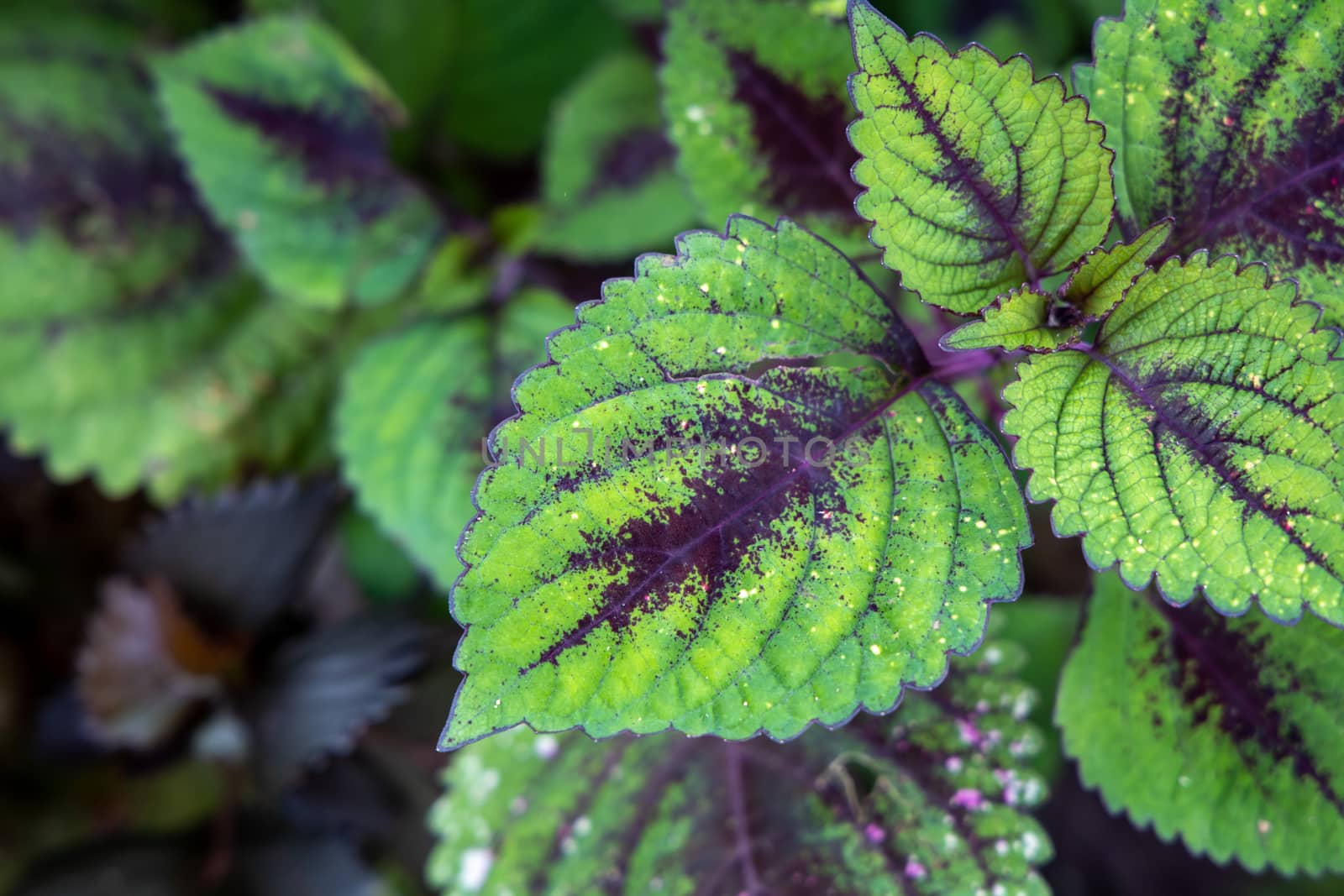 Close Up green leaf under sunlight in the garden. Natural background with copy space.