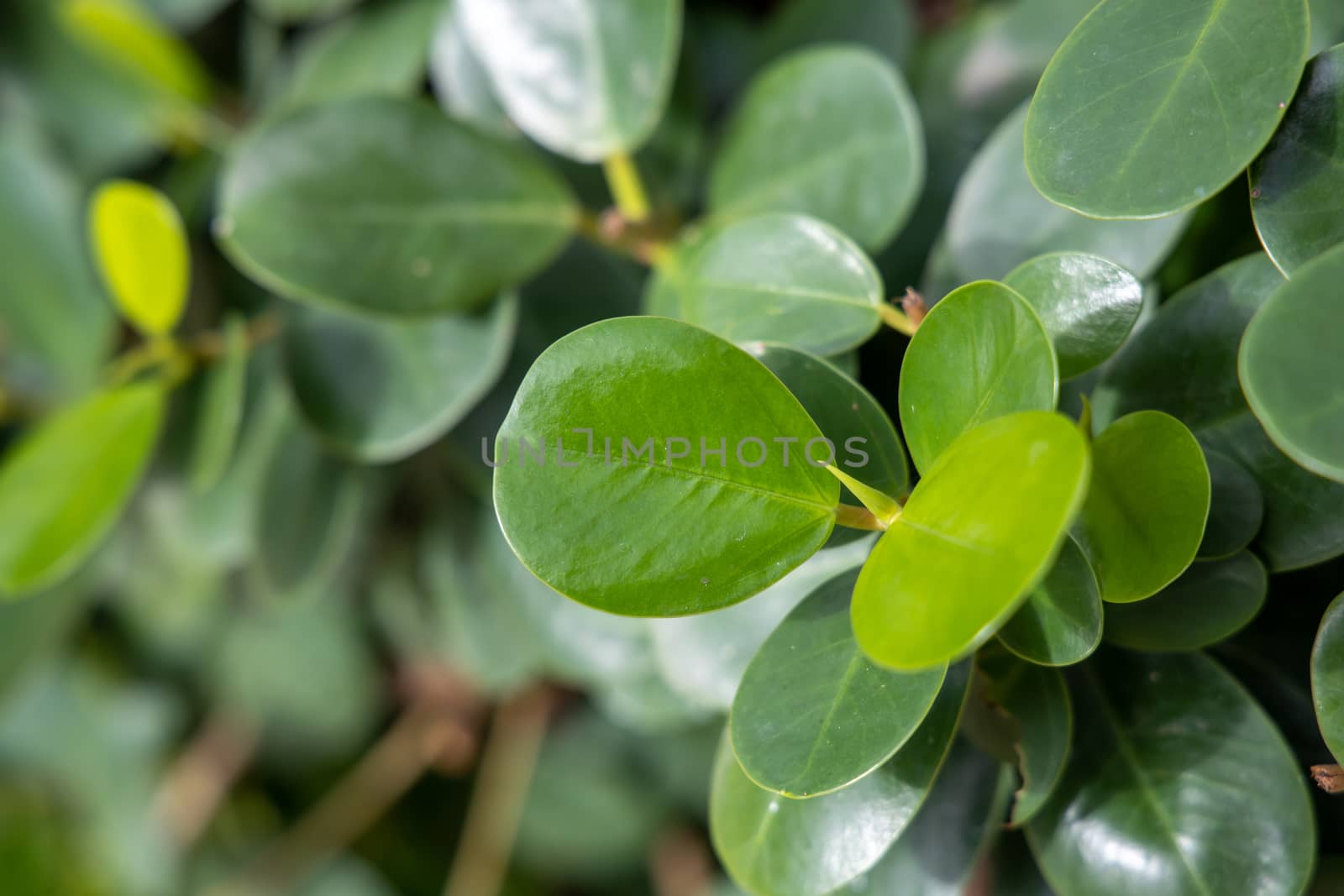 Close Up green leaf under sunlight in the garden. Natural background with copy space.