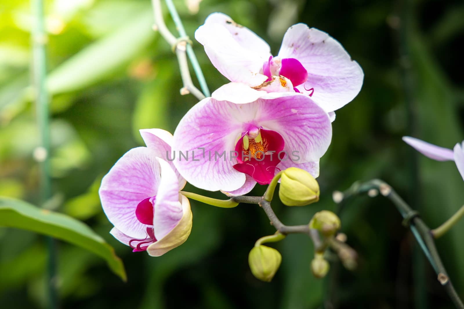 Beautiful blooming orchids in forest, On the bright sunshine