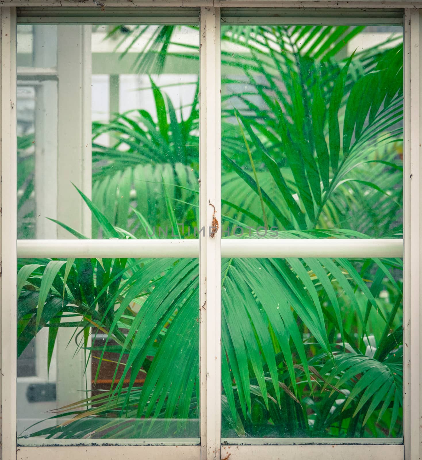 Vintage Greenhouse With Palms by mrdoomits