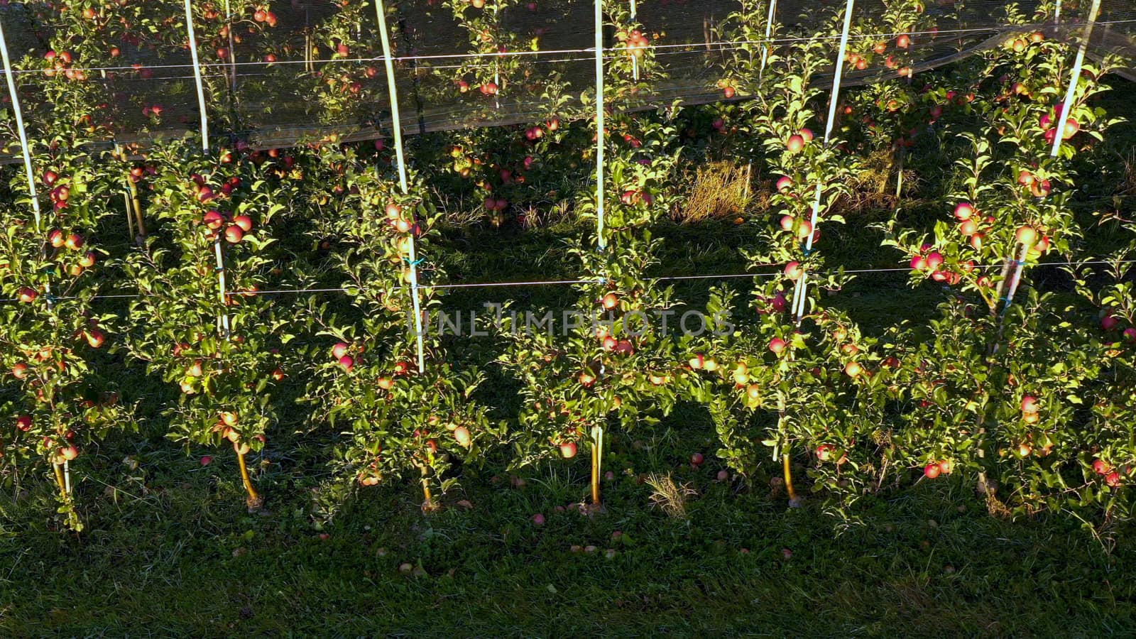 Apple plantation, orchard with anti hail net for protection, pan shot from side, read apples on tree in sunrise, fruit production, plant protection business