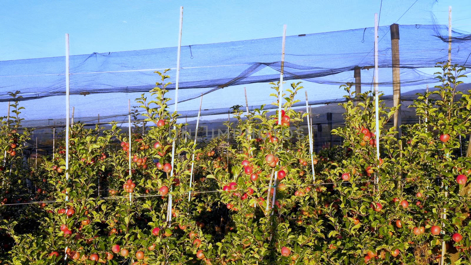 Apple plantation, orchard with anti hail net for protection by asafaric