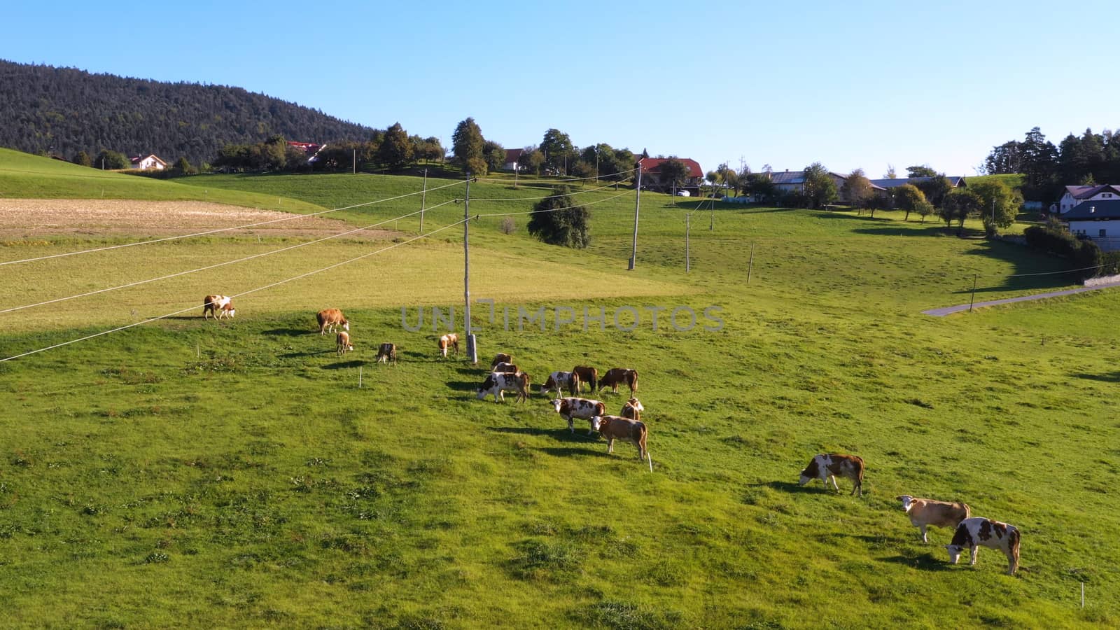 Catlle herd grazing on mountain pasture, aerial footage, rural scene, high angle, ecological agriculture, dairy farm