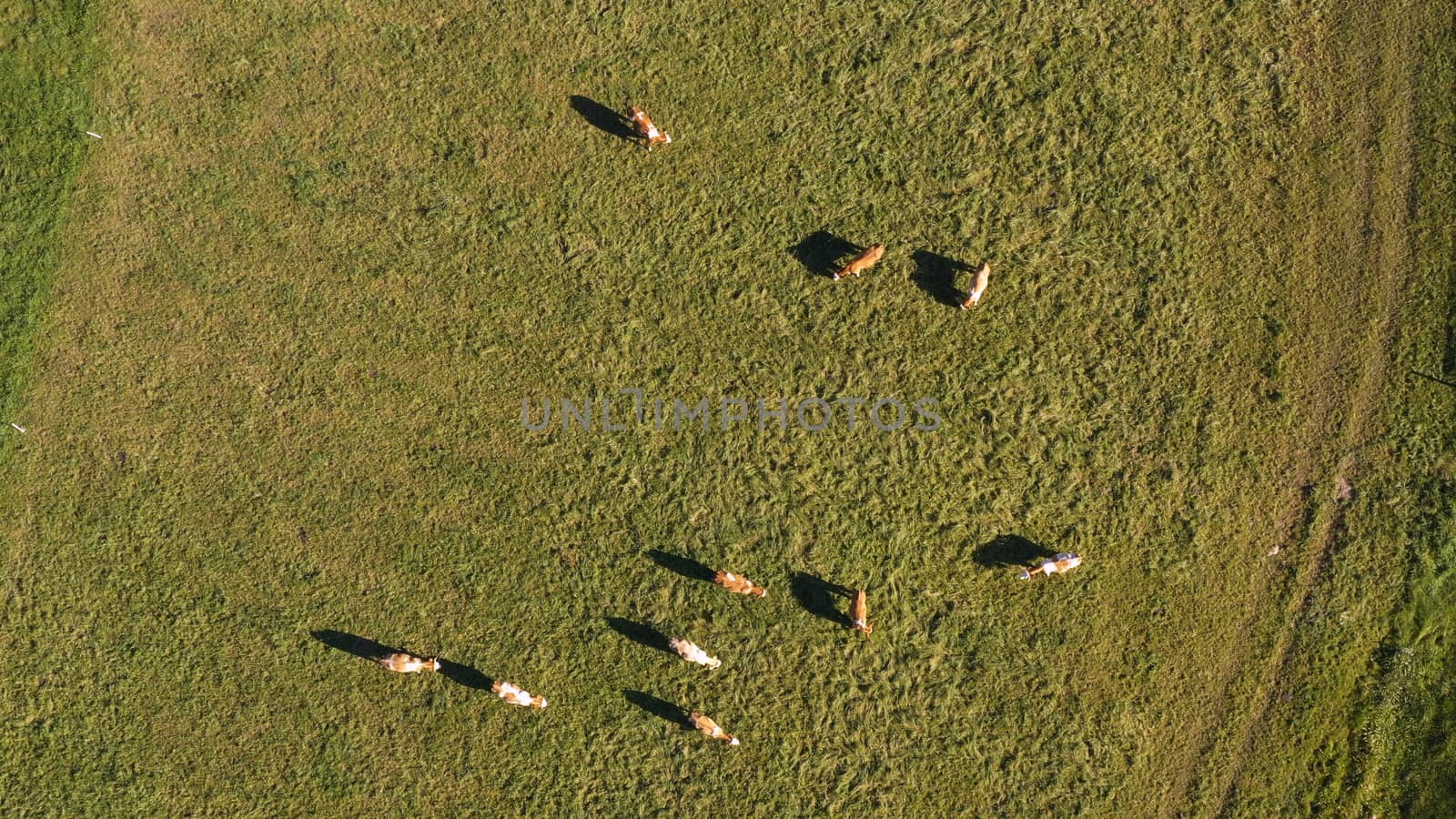 Catlle herd grazing on mountain pasture, aerial footage by asafaric
