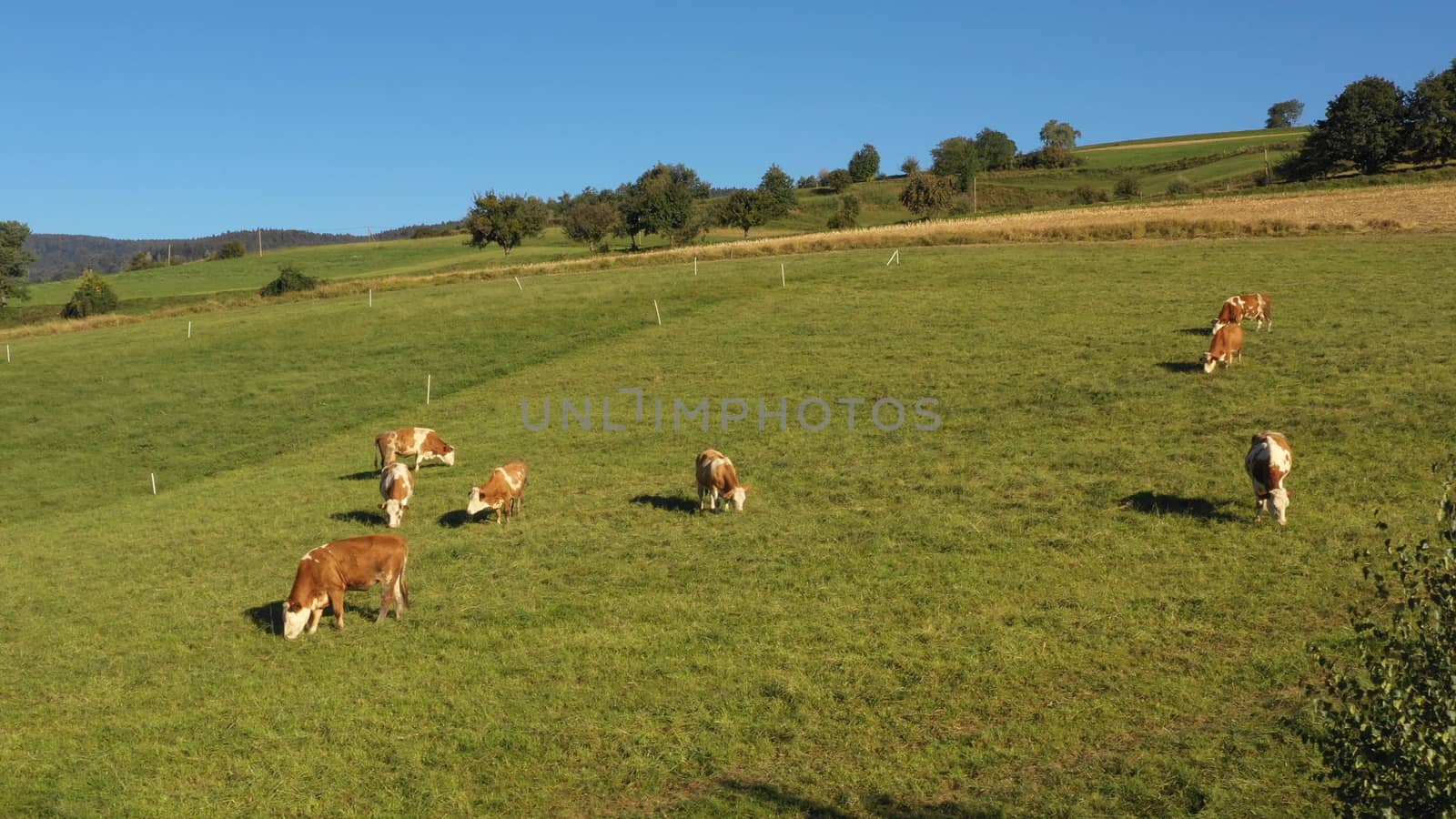 Catlle herd grazing on mountain pasture, aerial footage, rural scene, high angle, ecological agriculture, dairy farm