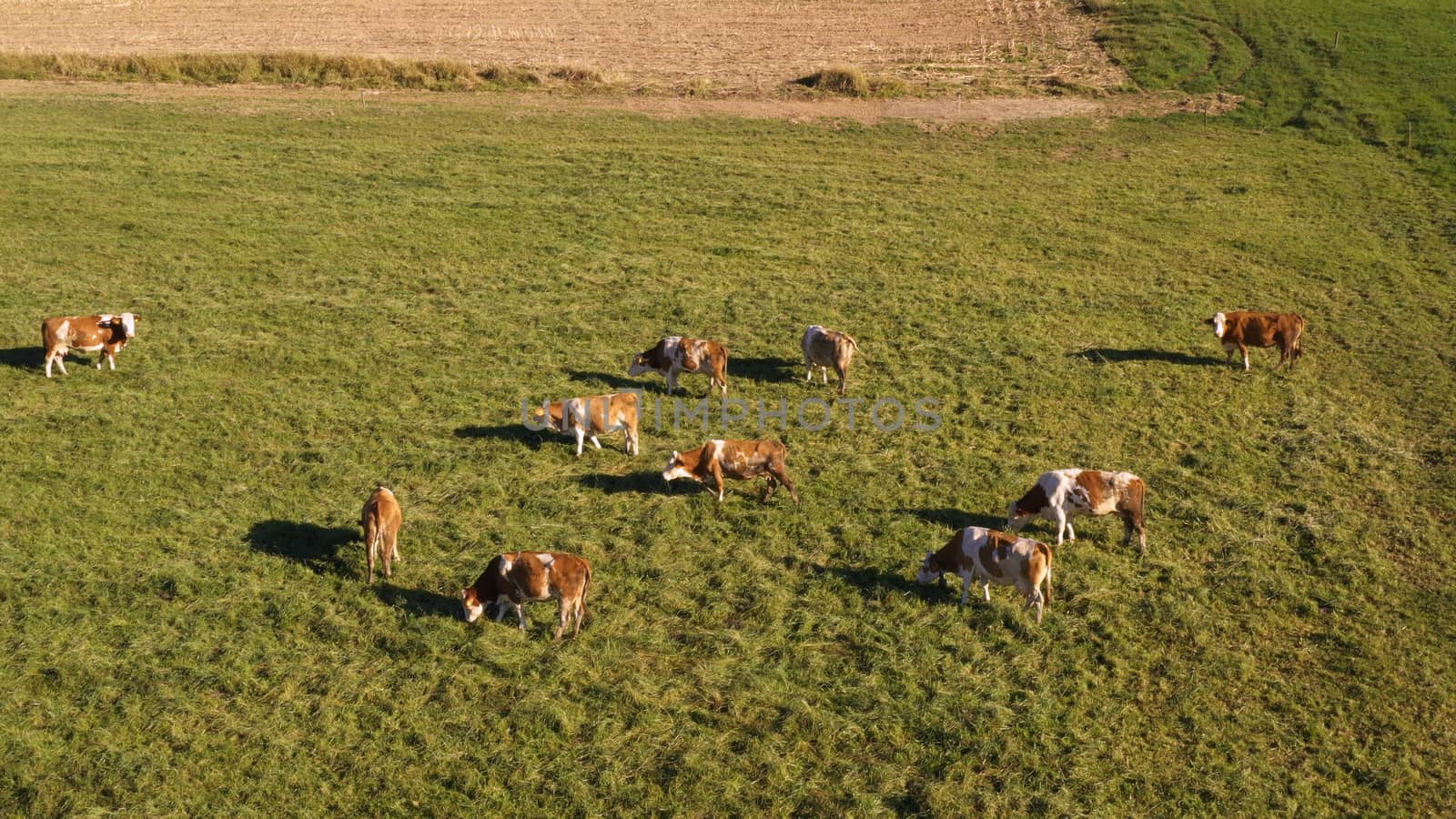 Catlle herd grazing on mountain pasture, aerial footage, rural scene, high angle, ecological agriculture, dairy farm