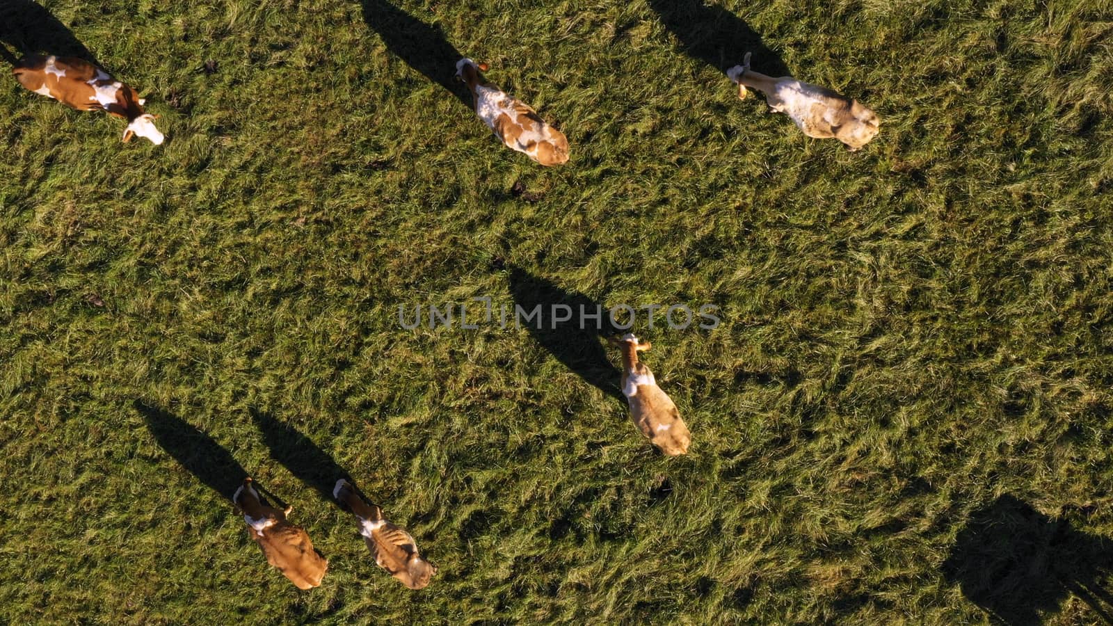 Catlle herd grazing on mountain pasture, aerial footage by asafaric