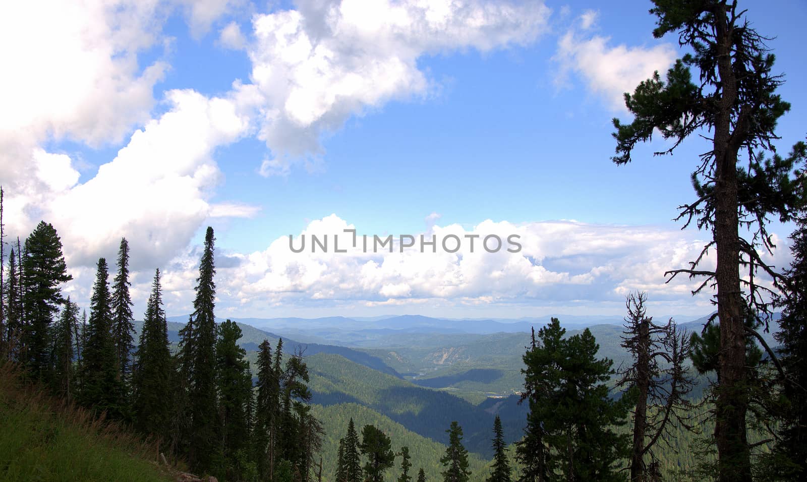 A look at the tops of the mountains through the tops of tall pines. Altai, Siberia, Russia.