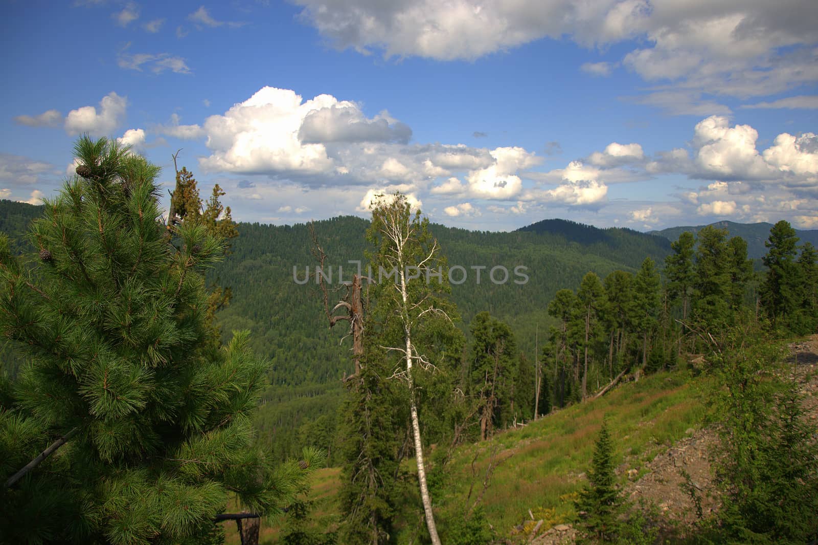 A look at the tops of the mountains through the tops of tall pines. Altai, Siberia, Russia.