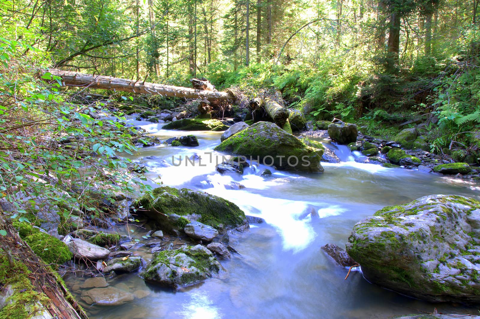 Crayon is a mountain river, cascading waterfalls flowing through the morning forest. Altai, Siberia, Russia.