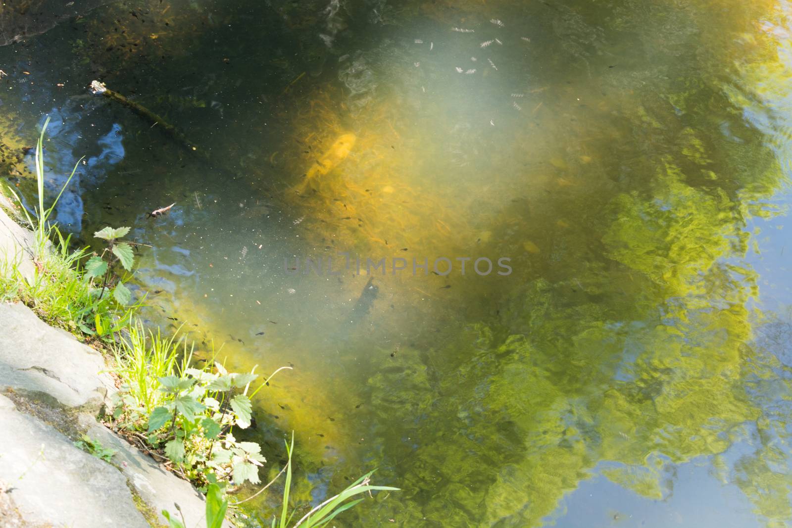 Tadpoles family and green nature background in the water