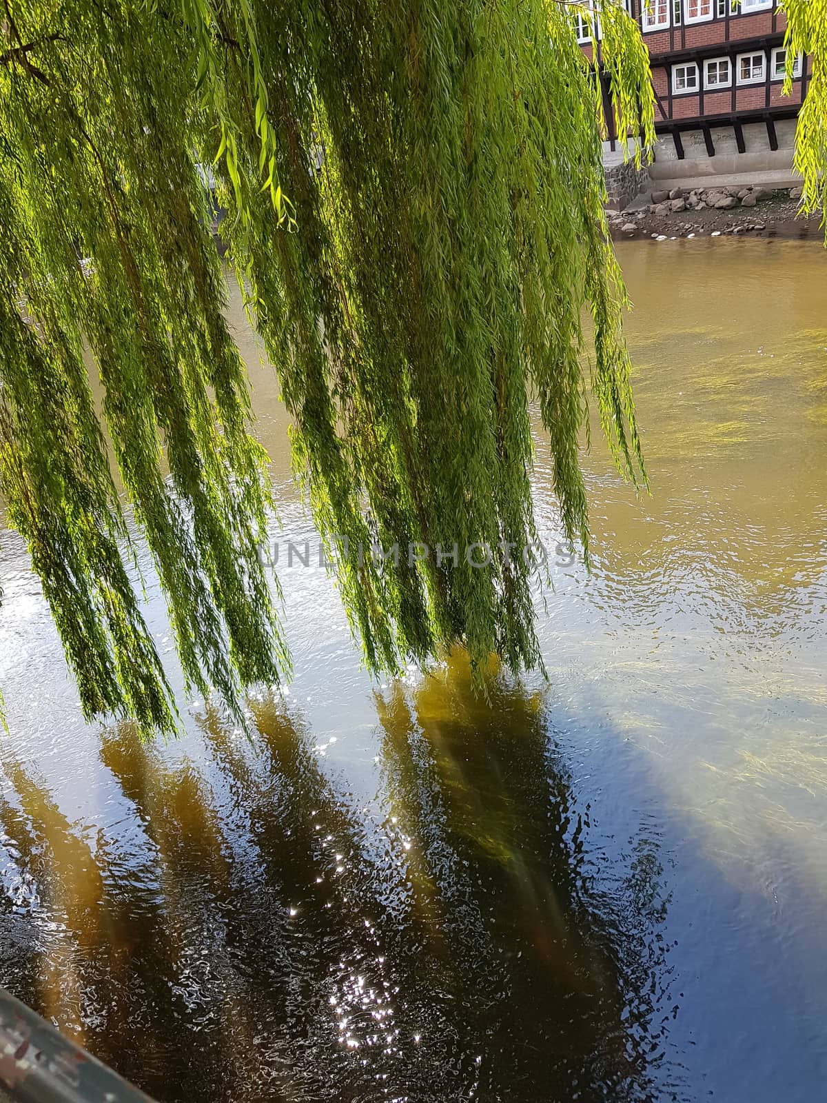 Light green weeping willow that lets its branches hang over the river Ilmenau Ilmenau.