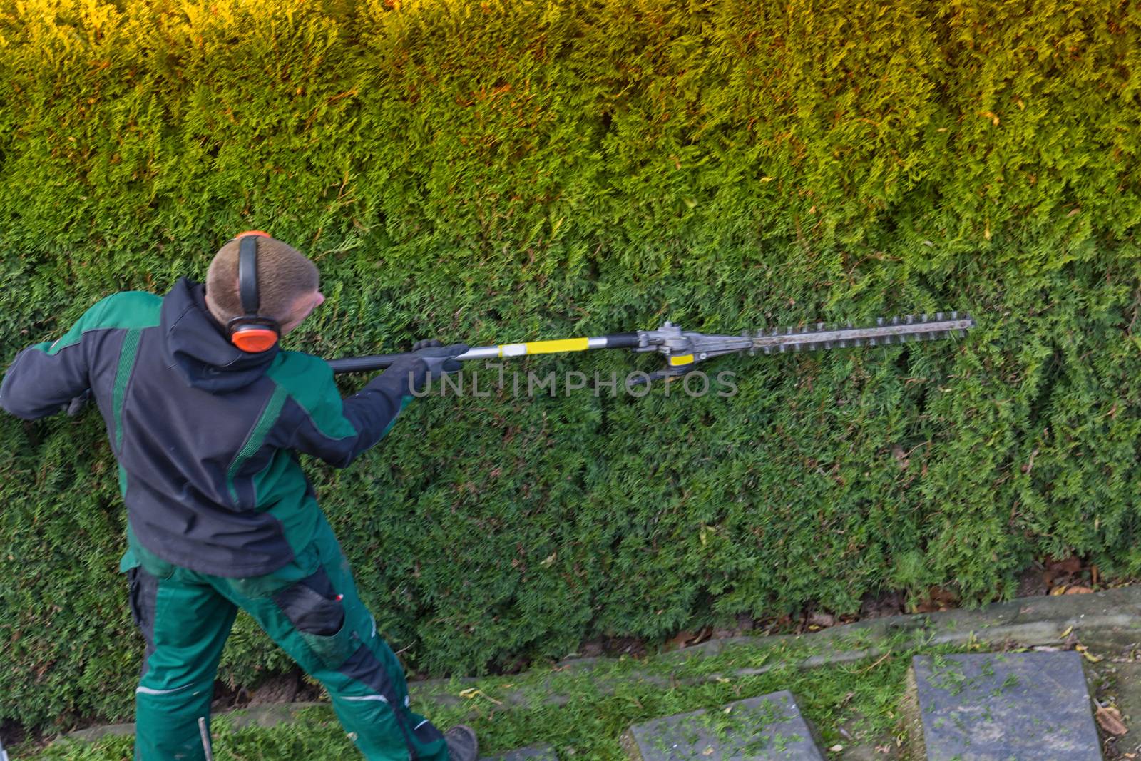 Gardener cuts a hedge with a gasoline hedge trimmer. Shaping a wall of thujas