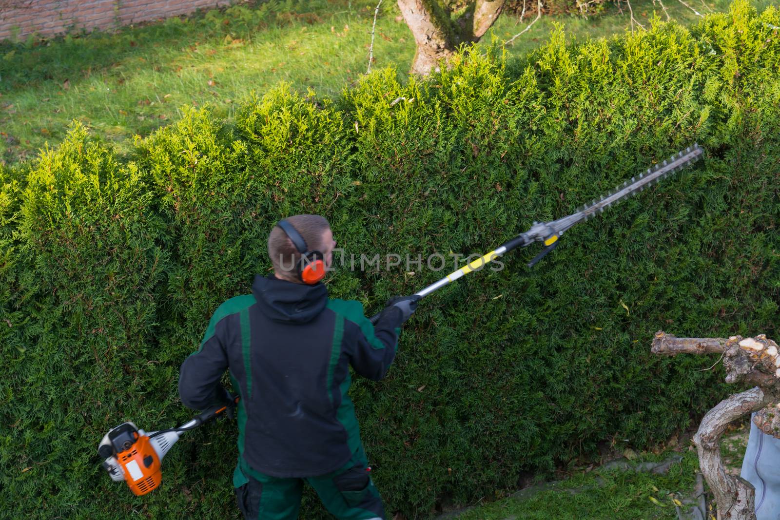 Gardener cuts a hedge with a gasoline hedge trimmer. Shaping a wall of thujas