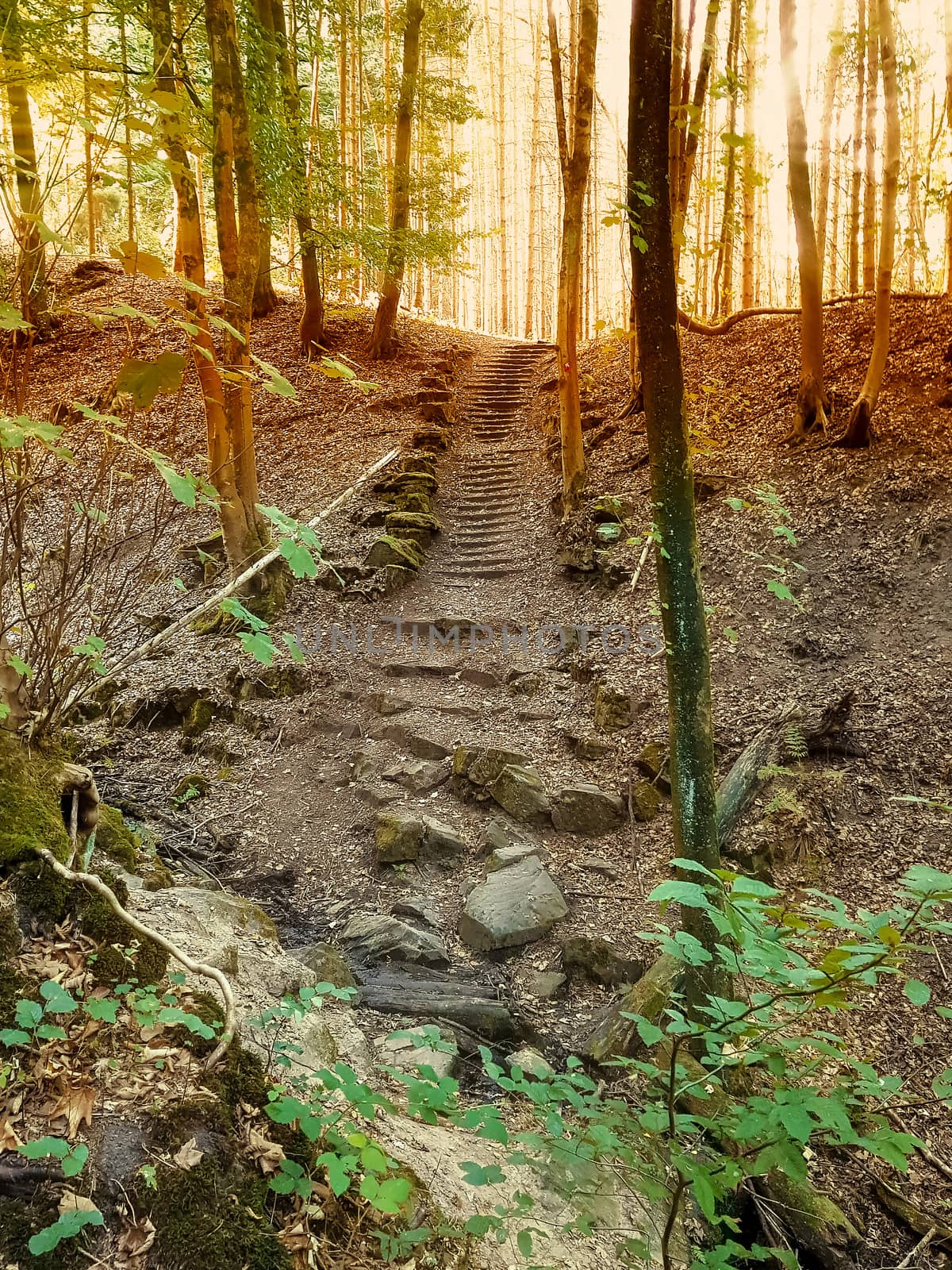 Stone stairs in the forest by JFsPic