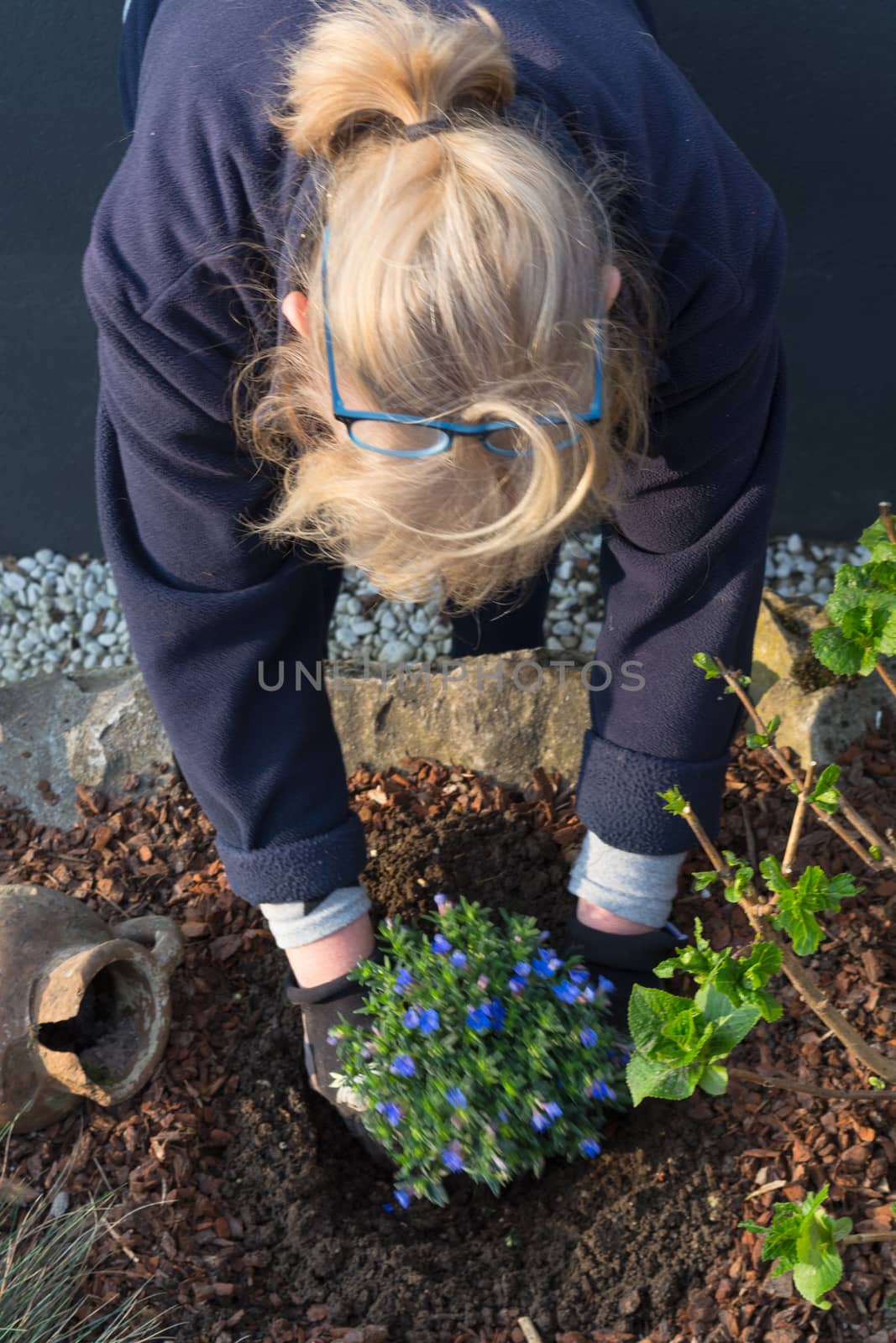 Young woman gardening while planting flowers for the spring