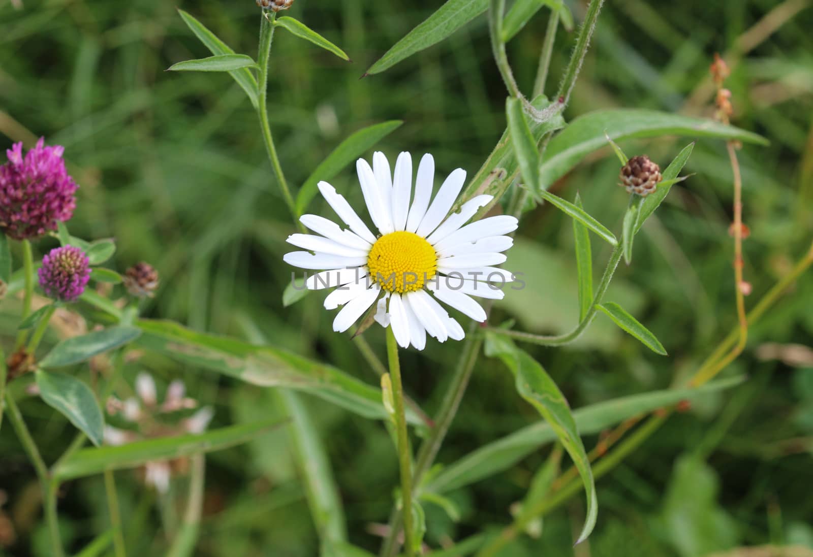 close up of Leucanthemum vulgare, commonly known as the ox-eye daisy, oxeye daisy, dog daisy