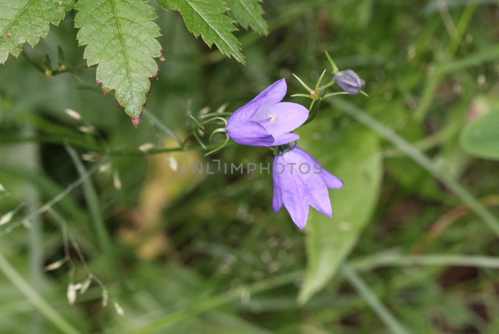 close up of Campanula rotundifolia, known as the harebell, bluebell, blawort, hair-bell and lady's thimble