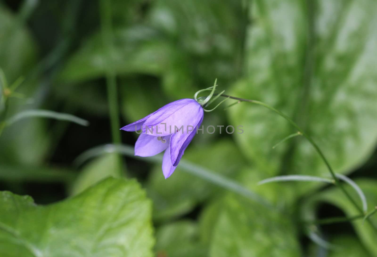 close up of Campanula rotundifolia, known as the harebell, bluebell, blawort, hair-bell and lady's thimble