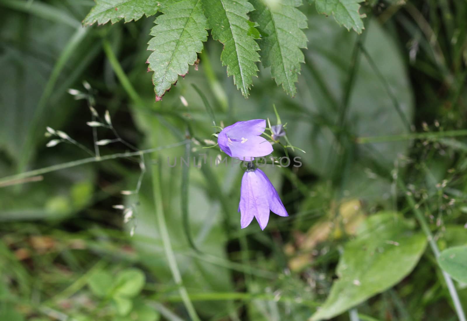 close up of Campanula rotundifolia, known as the harebell, bluebell, blawort, hair-bell and lady's thimble