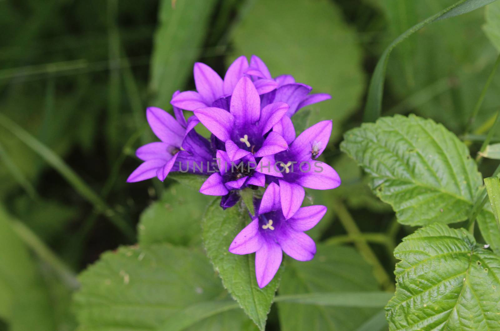 close up of Campanula glomerata flower, known by the common names clustered bellflower or Dane's blood