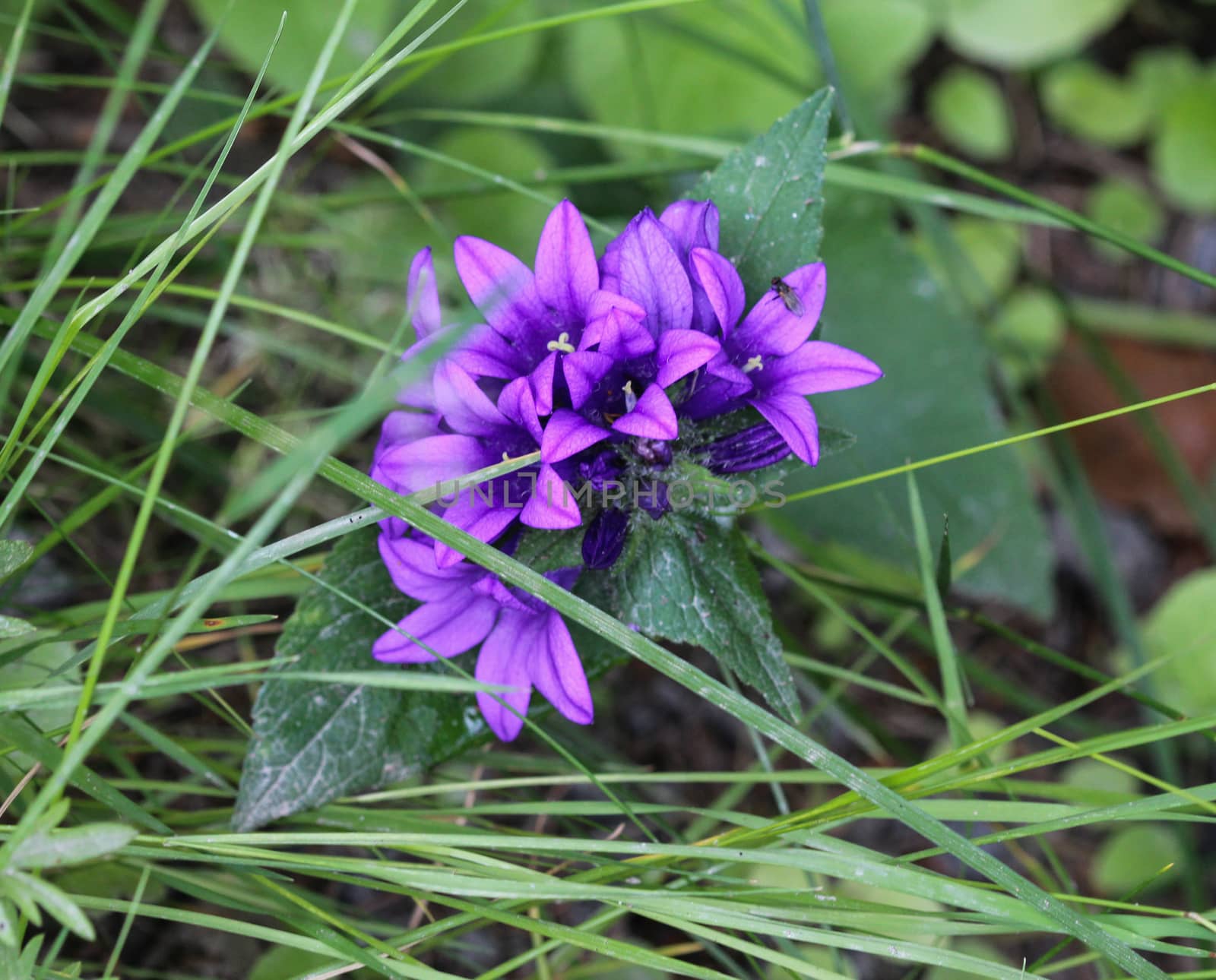 close up of Campanula glomerata flower, known by the common names clustered bellflower or Dane's blood