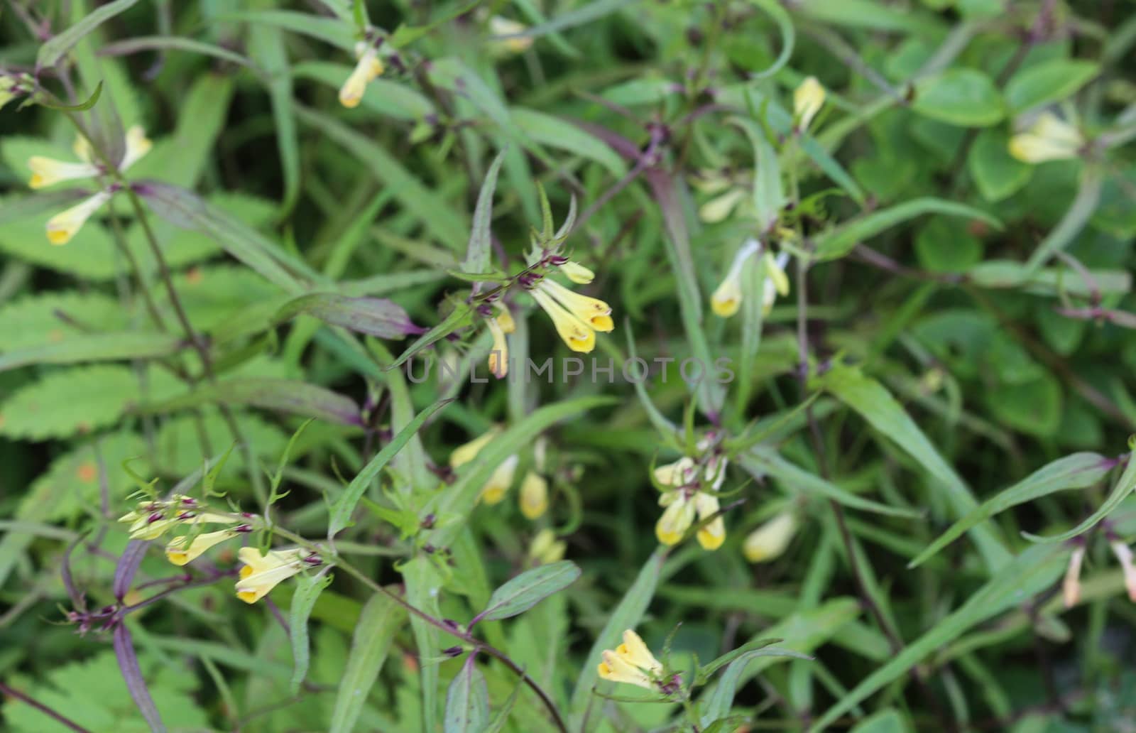 Close up of Melampyrum lineare, commonly called the narrowleaf cow wheat flower