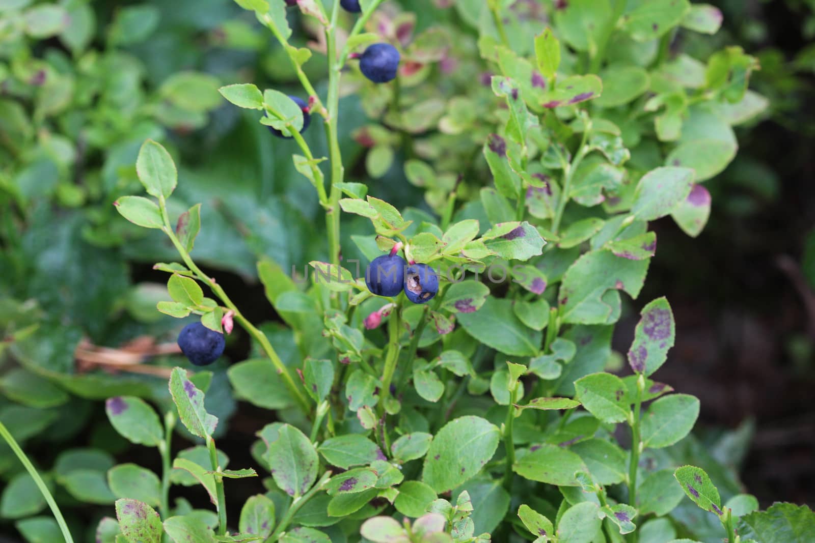 Close up of Vaccinium myrtillus shrub, common called commonly called common bilberry, wimberry, blue whortleberry, or European blueberry.