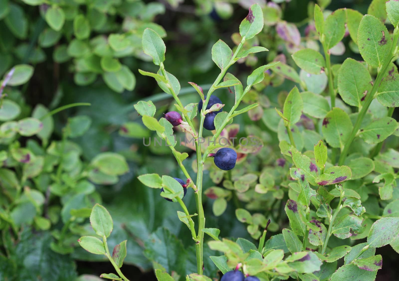 Close up of Vaccinium myrtillus shrub, common called commonly called common bilberry, wimberry, blue whortleberry, or European blueberry.