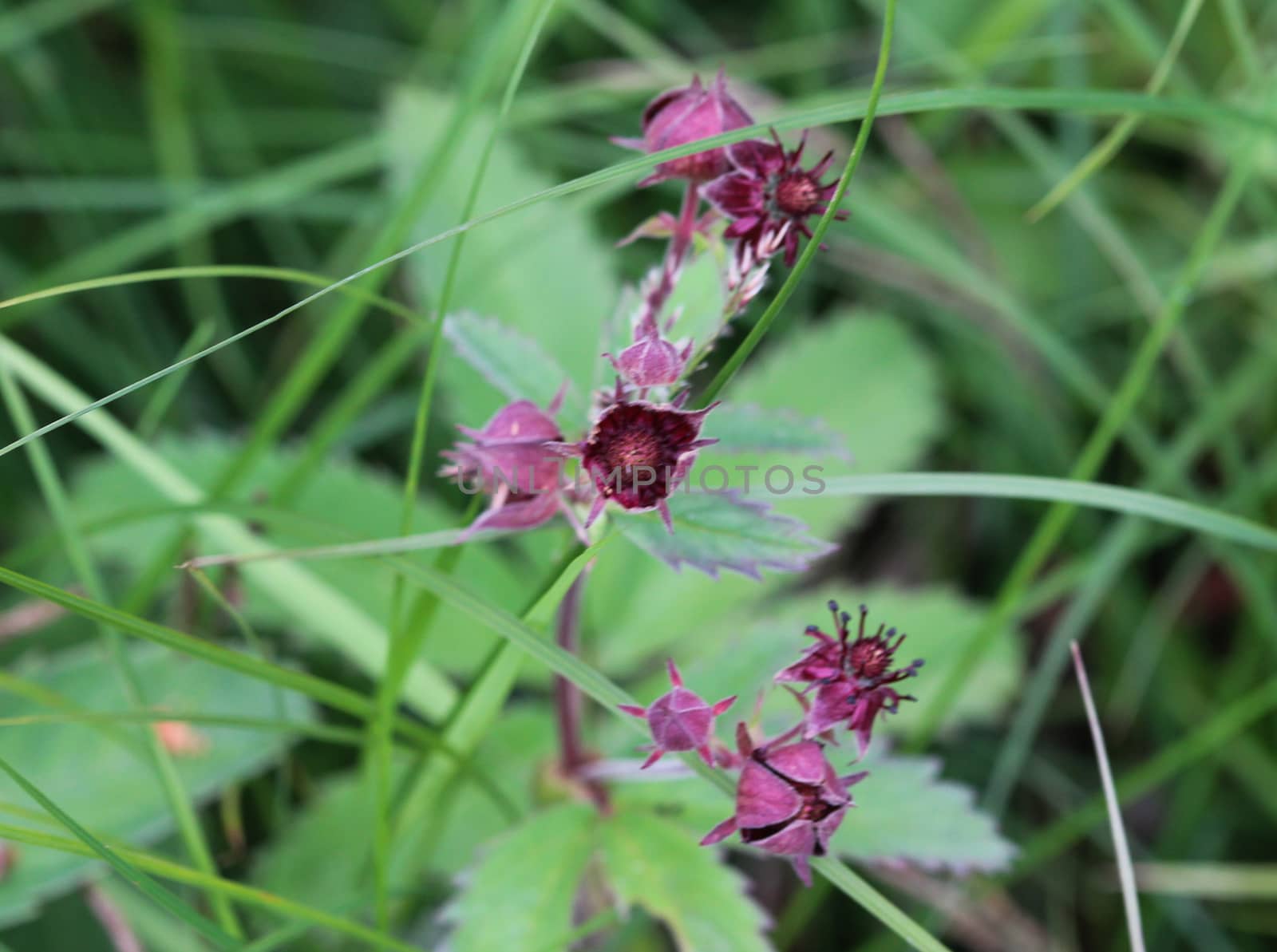 Close up of Comarum palustre flower, known as the purple marshlocks, swamp cinquefoil and marsh cinquefoil