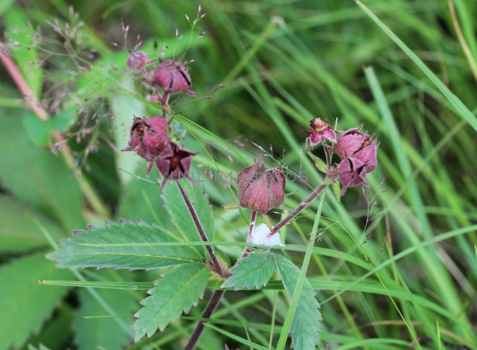 Close up of Comarum palustre flower, known as the purple marshlocks, swamp cinquefoil and marsh cinquefoil