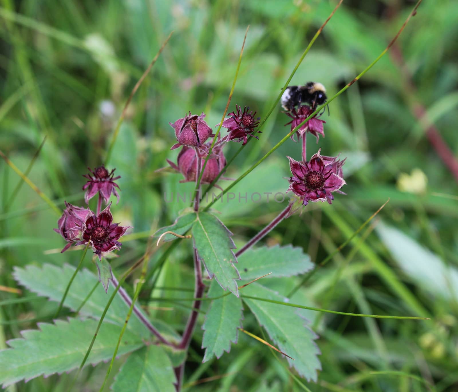 Close up of Comarum palustre flower, known as the purple marshlocks, swamp cinquefoil and marsh cinquefoil