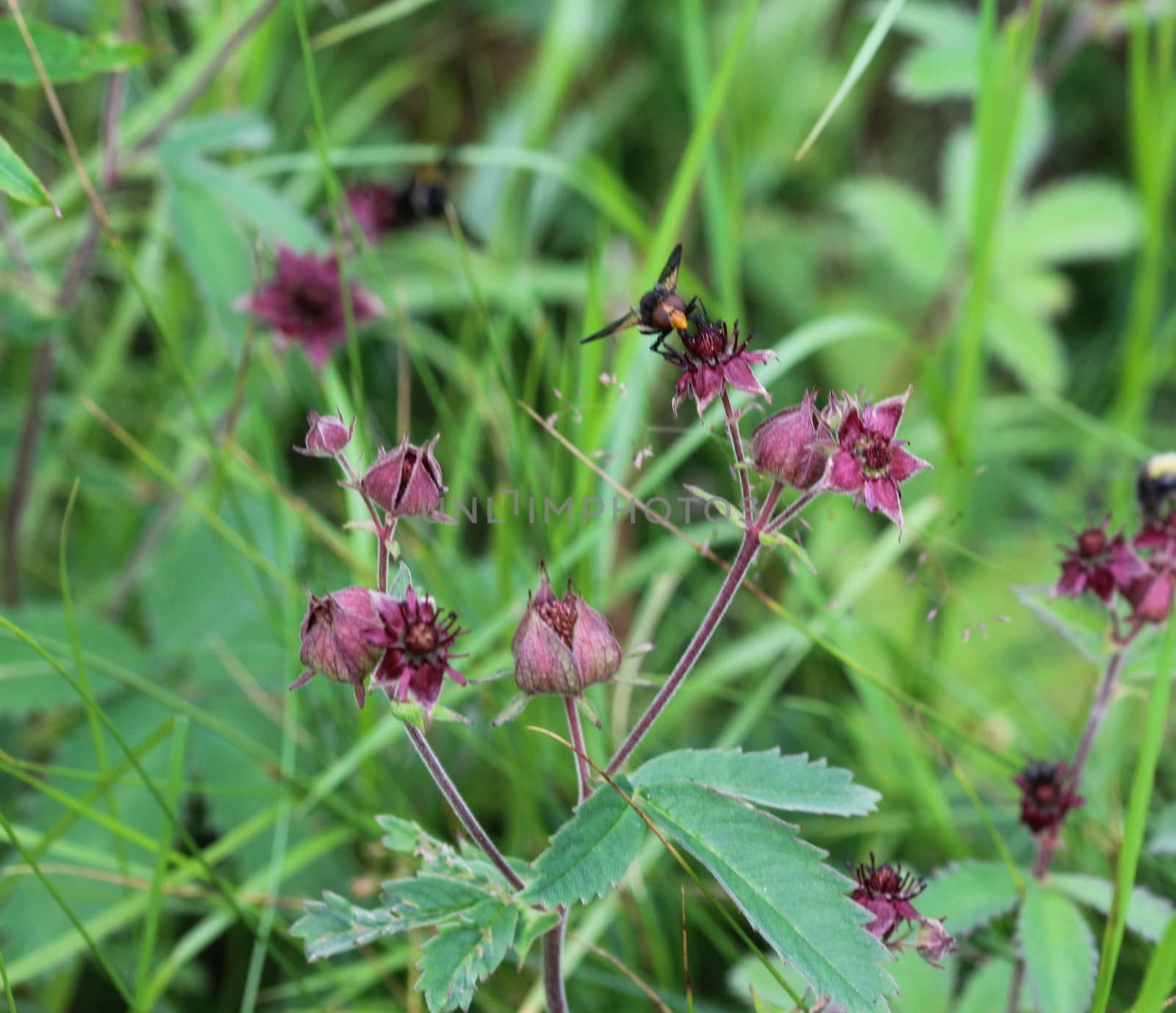 Close up of Comarum palustre flower, known as the purple marshlocks, swamp cinquefoil and marsh cinquefoil