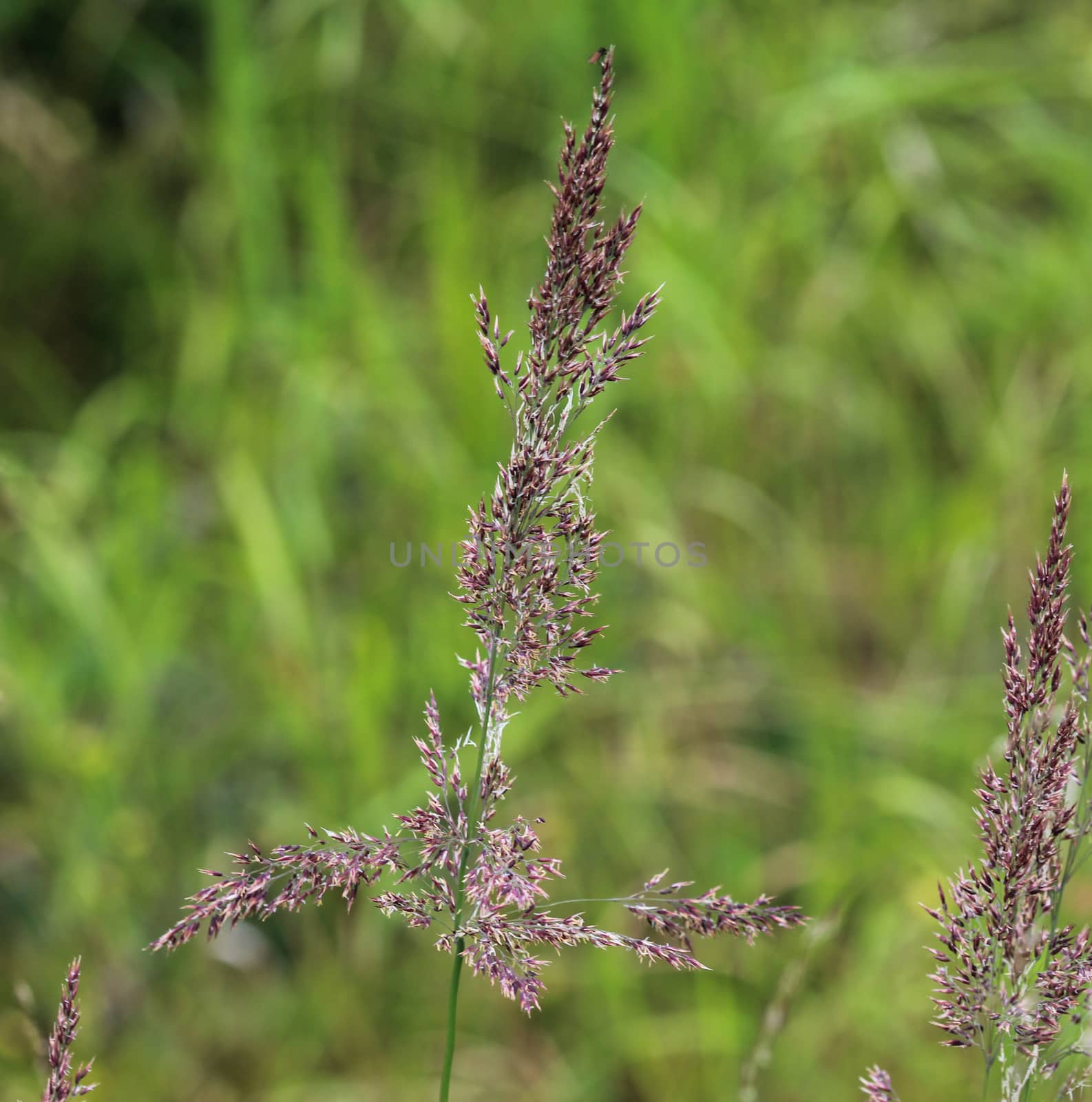 close up of Holcus lanatus, Common names include Yorkshire fog, tufted grass, and meadow soft grass