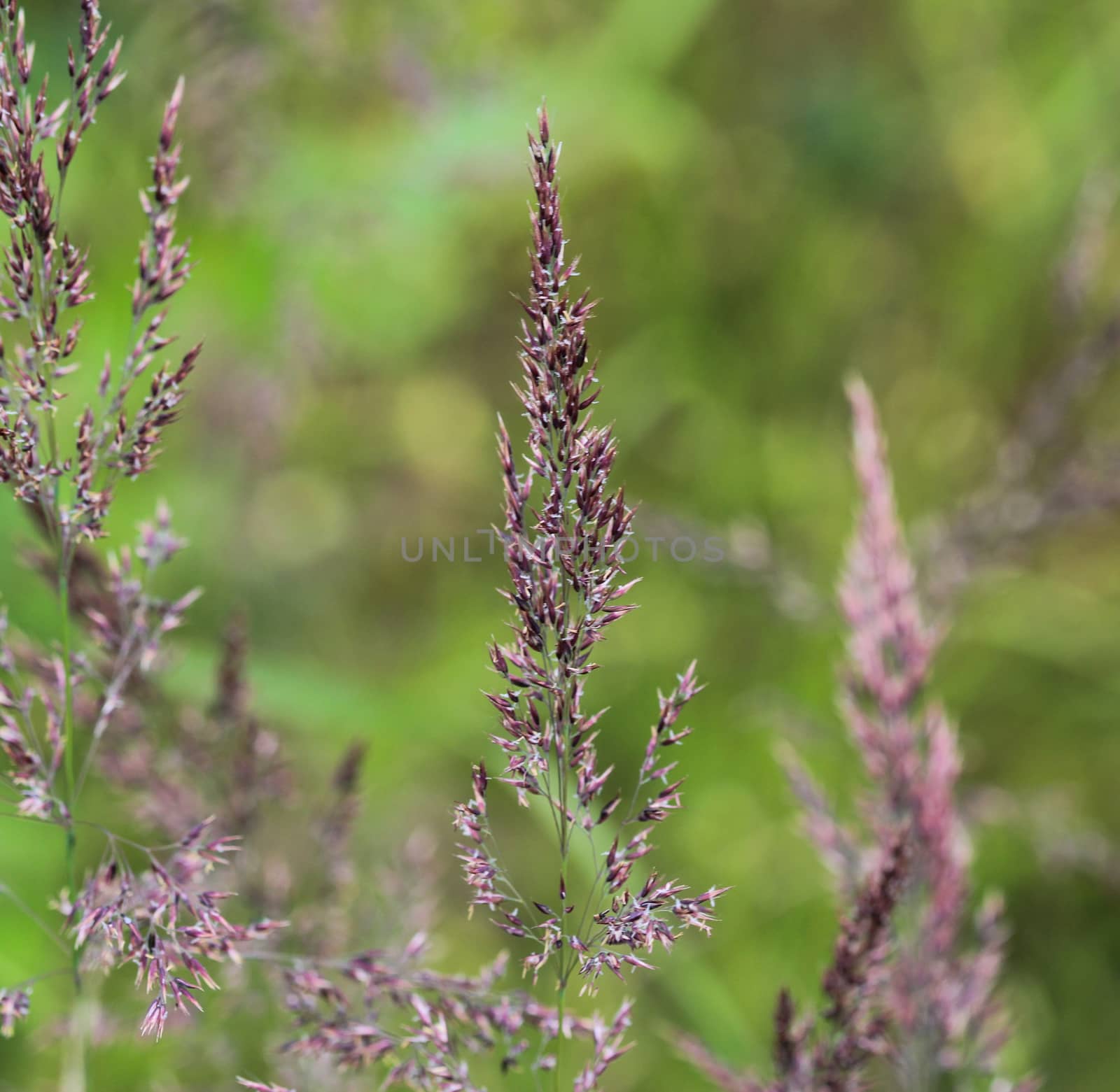 close up of Holcus lanatus, Common names include Yorkshire fog, tufted grass, and meadow soft grass