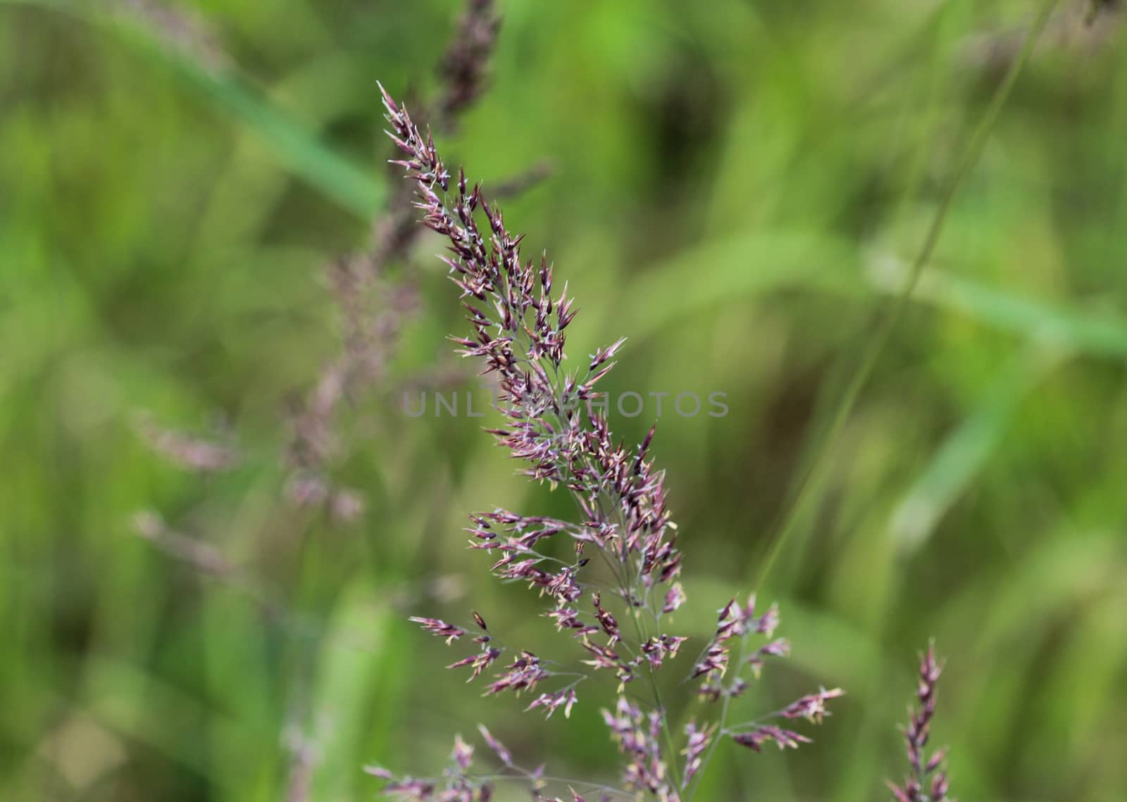 close up of Holcus lanatus, Common names include Yorkshire fog, tufted grass, and meadow soft grass