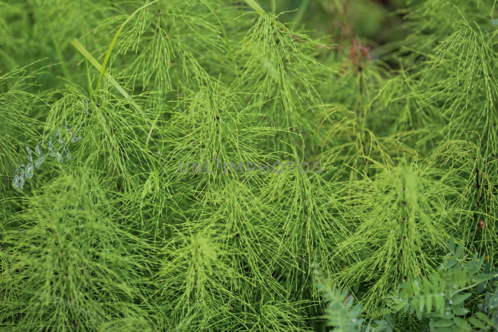 Close up of Equisetum sylvaticum, the wood horsetail, growing in the forest