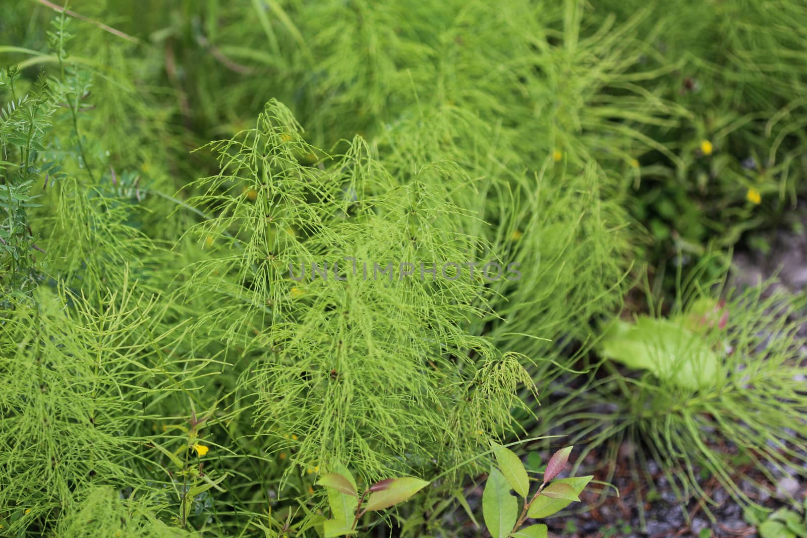 Equisetum sylvaticum, the wood horsetail, growing in the forest by michaelmeijer