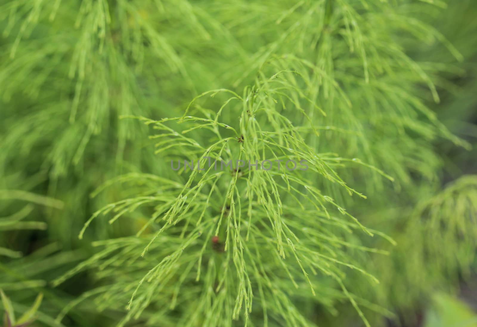 Close up of Equisetum sylvaticum, the wood horsetail, growing in the forest