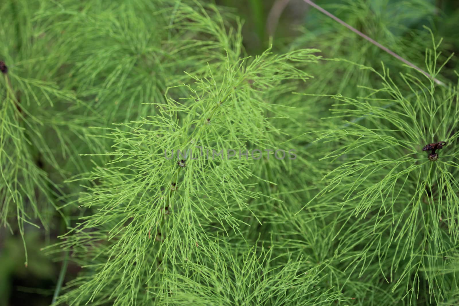 Close up of Equisetum sylvaticum, the wood horsetail, growing in the forest