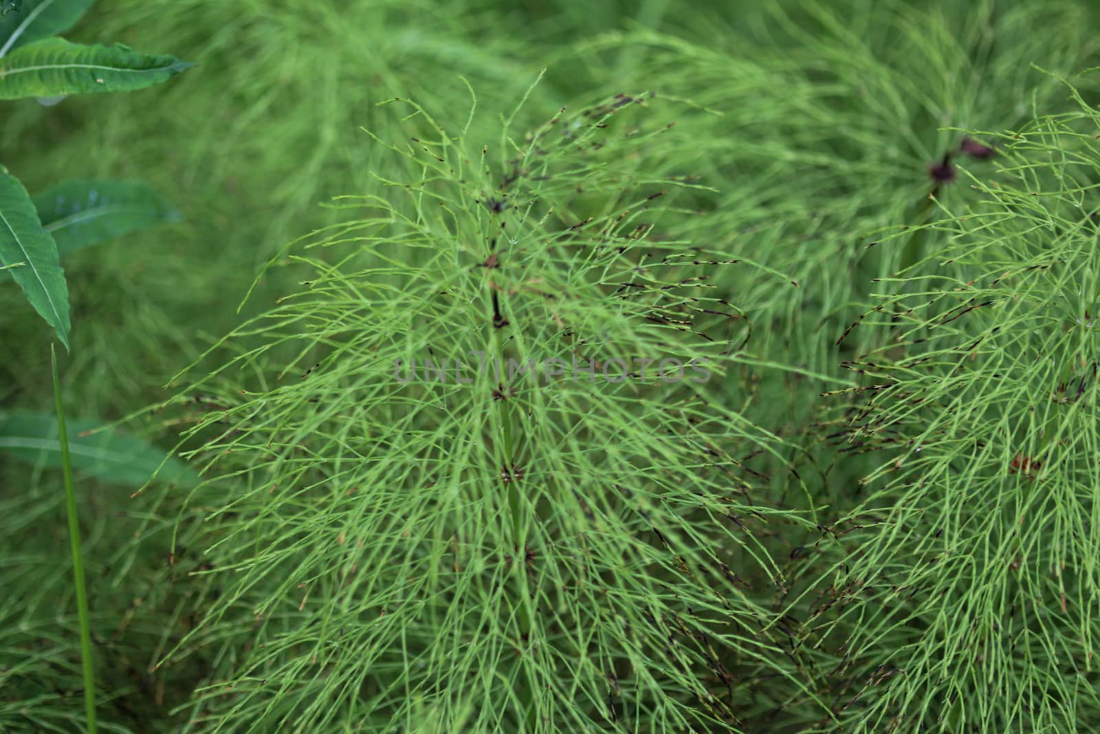 Close up of Equisetum sylvaticum, the wood horsetail, growing in the forest