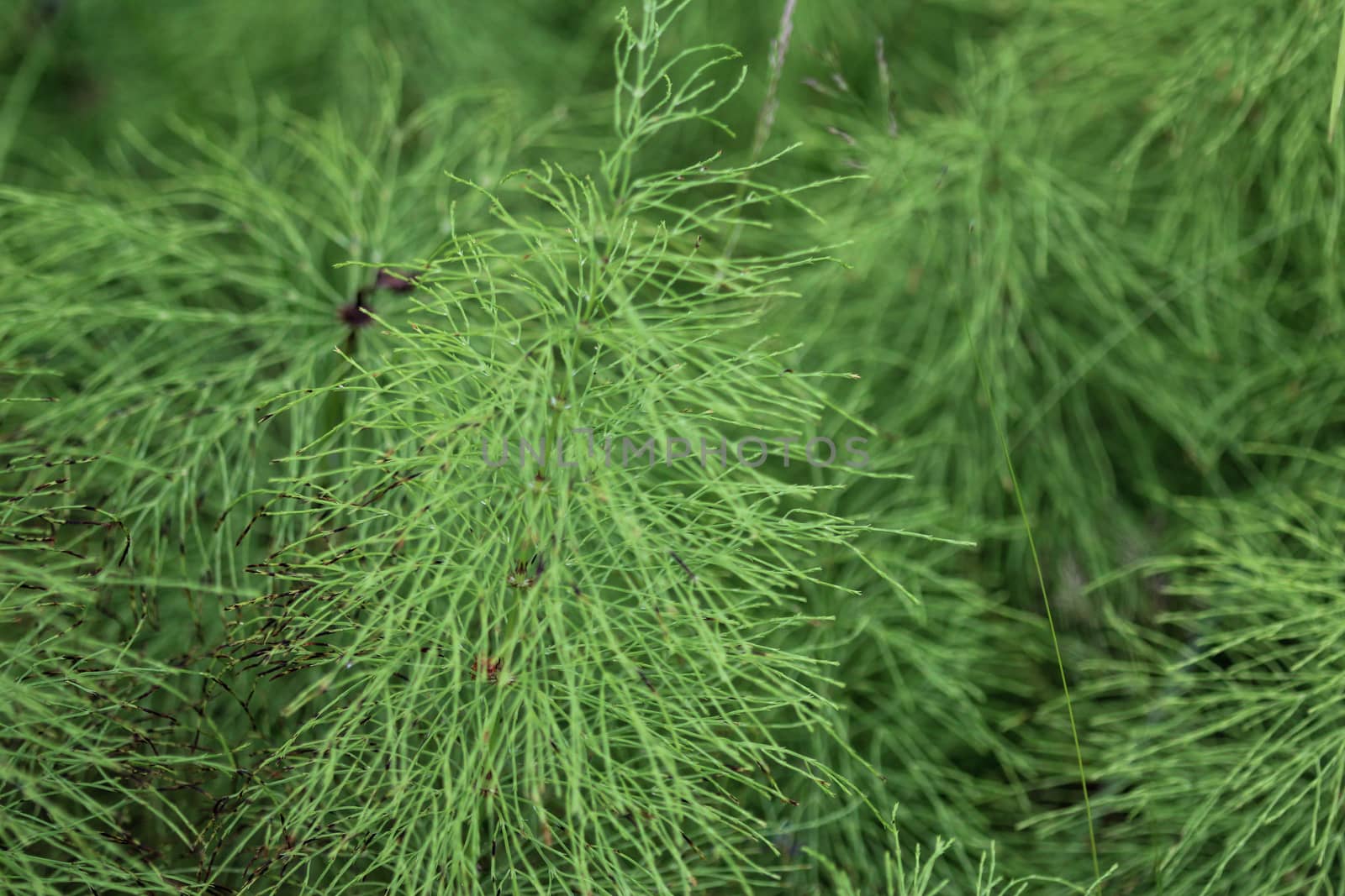 Close up of Equisetum sylvaticum, the wood horsetail, growing in the forest