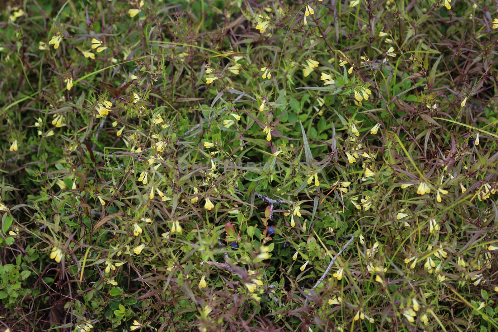 Close up of Melampyrum lineare, commonly called the narrowleaf cow wheat flower