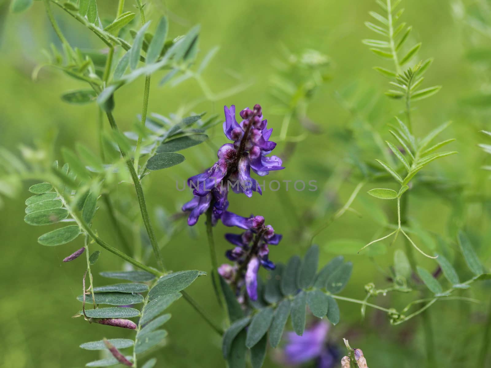 Close up of Vicia villosa flower, known as the hairy vetch, fodder vetch or winter vetch