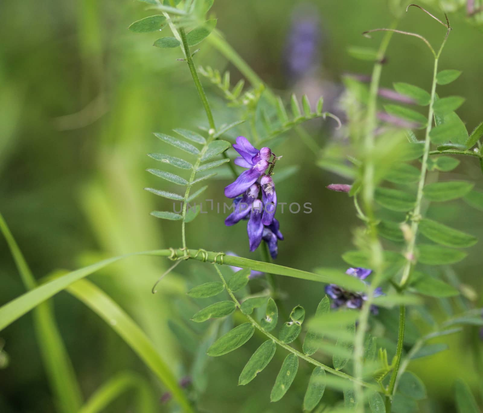 Close up of Vicia villosa flower, known as the hairy vetch, fodder vetch or winter vetch